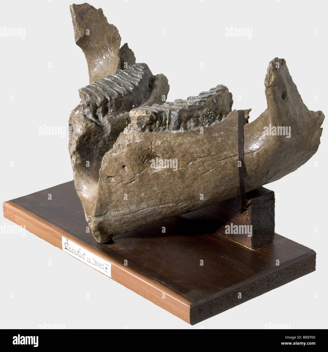 A lower jaw of a Central European straight-tusked elephant, ca. 200,000 years old Sturdy lower jaw of a straight-tusked elephant (Elephas antiquus) with two preserved, serrated molars. Mounted on a wooden base. Width 55 cm, length 34 cm. The straight-tusked elephant inhabited Europe and the Near East during the Middle and Late Pleistocene. Just like today's existing elephant species, the lower jaw of the Elephas antiquus featured fewer teeth. It had a shoulder height of 4,2 meter and was thus larger than the woolly mammoth. historic, historical, prehistory, han, Stock Photo