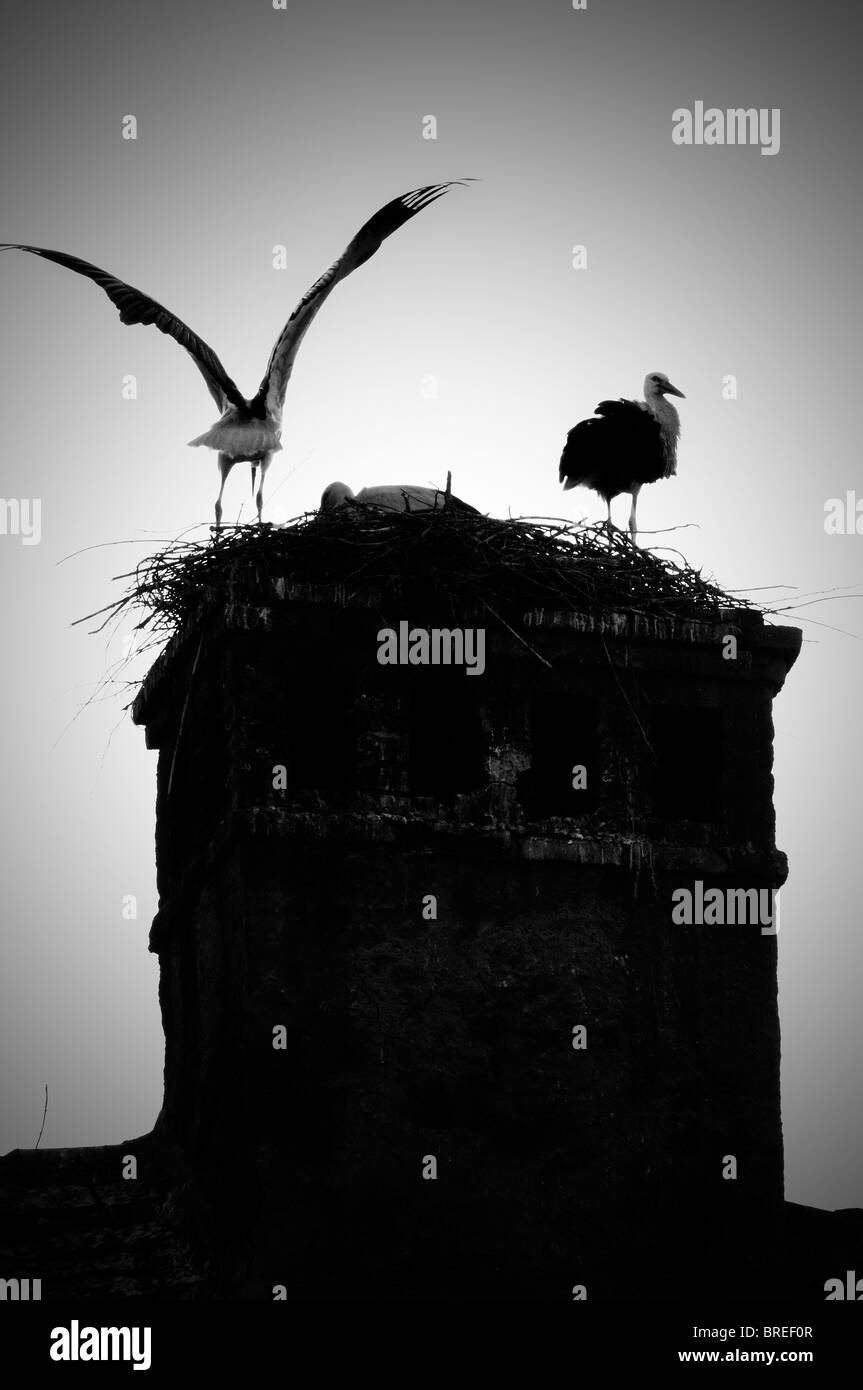 Romania, Transylvania Sibiu. Storks in nest on a roof Stock Photo