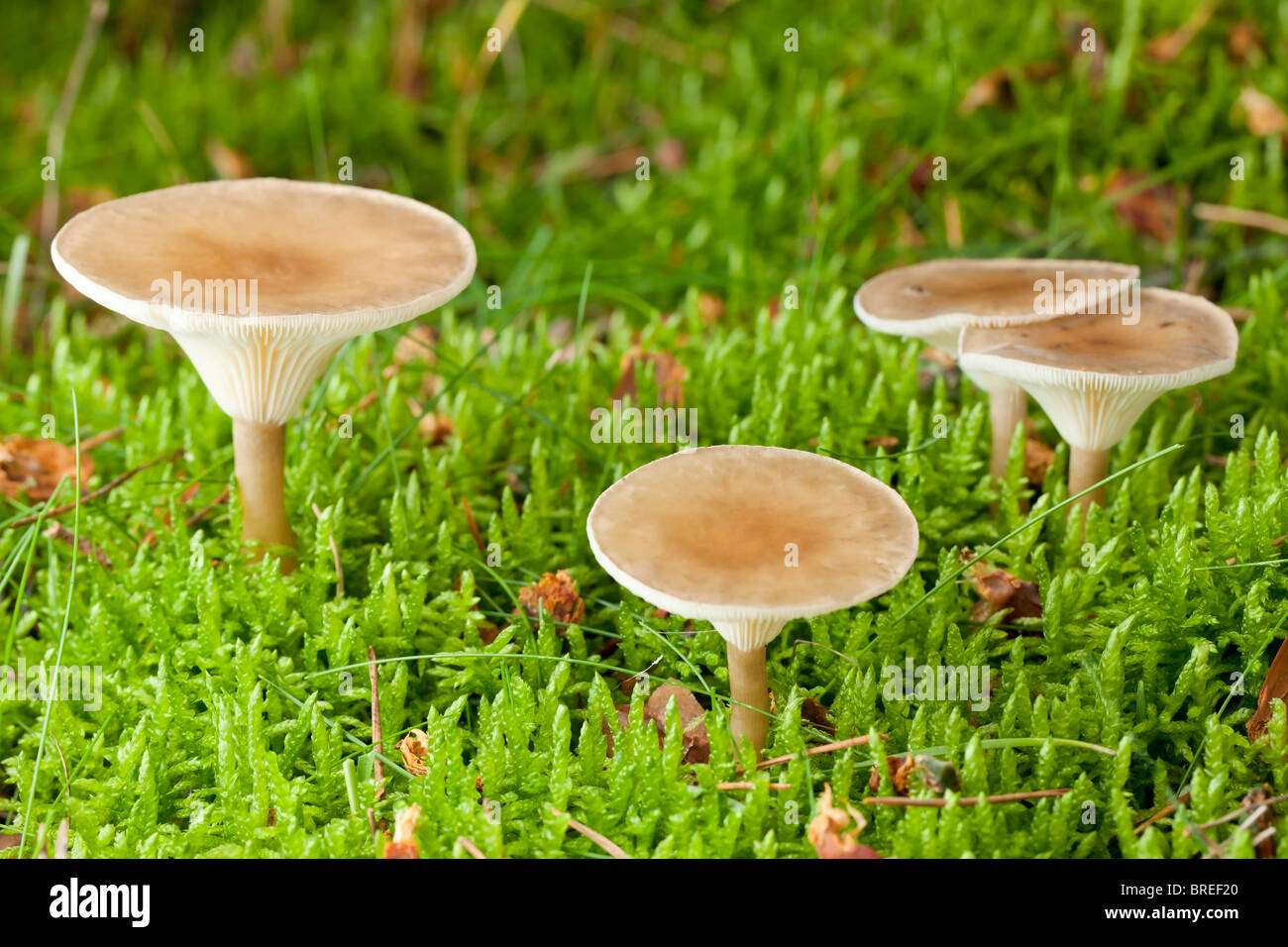 Infundibulicybe mushroom (Clitocybe gibba) Stock Photo