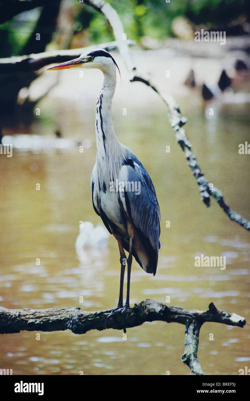 Great Blue Heron Stock Photo