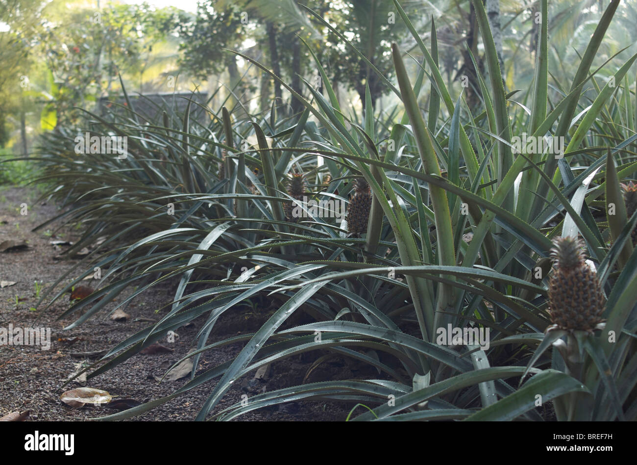 Pineapples in pineapple farm in Sri Lanka Stock Photo Alamy
