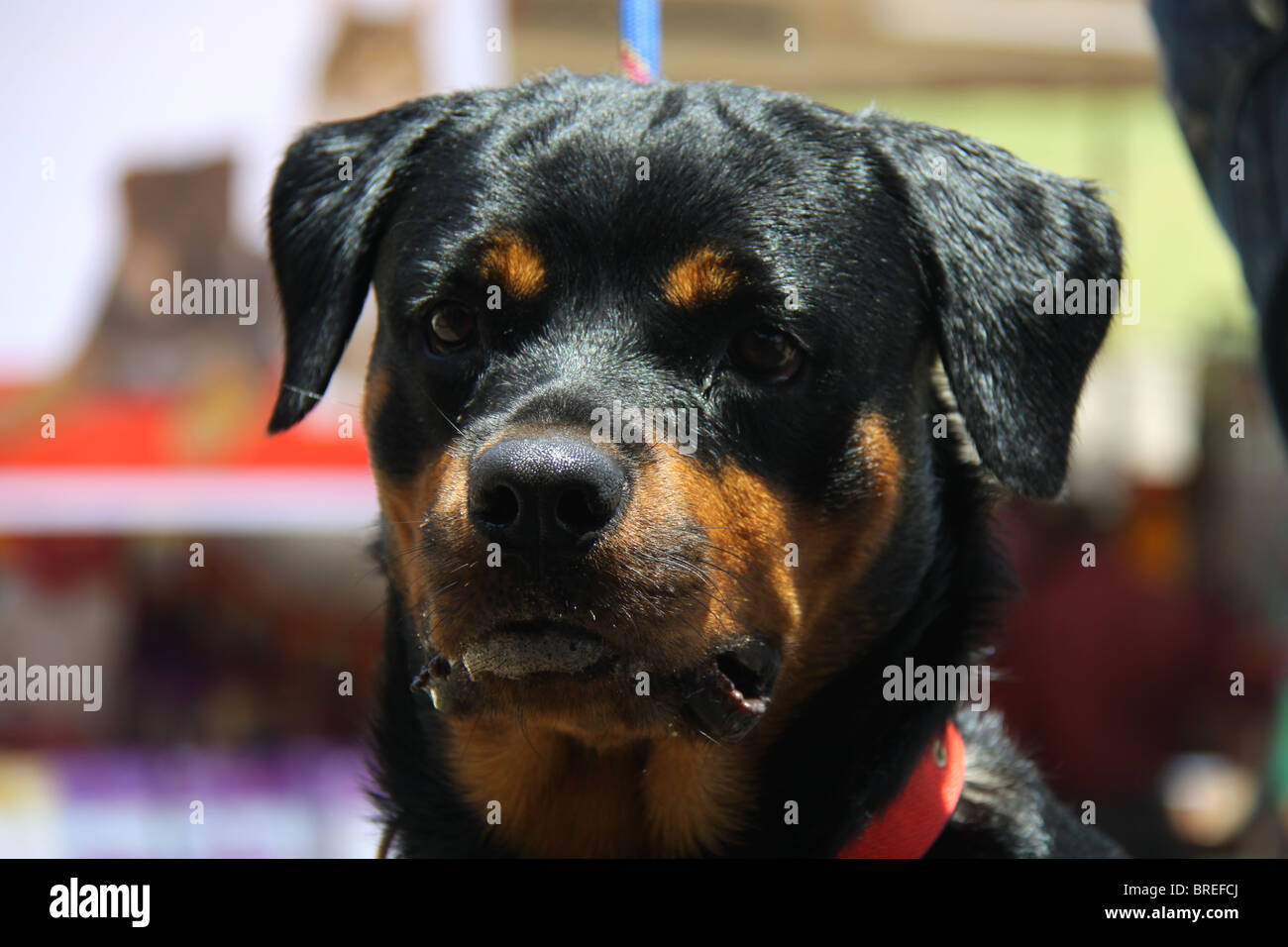 Pitbull Scissor Bite