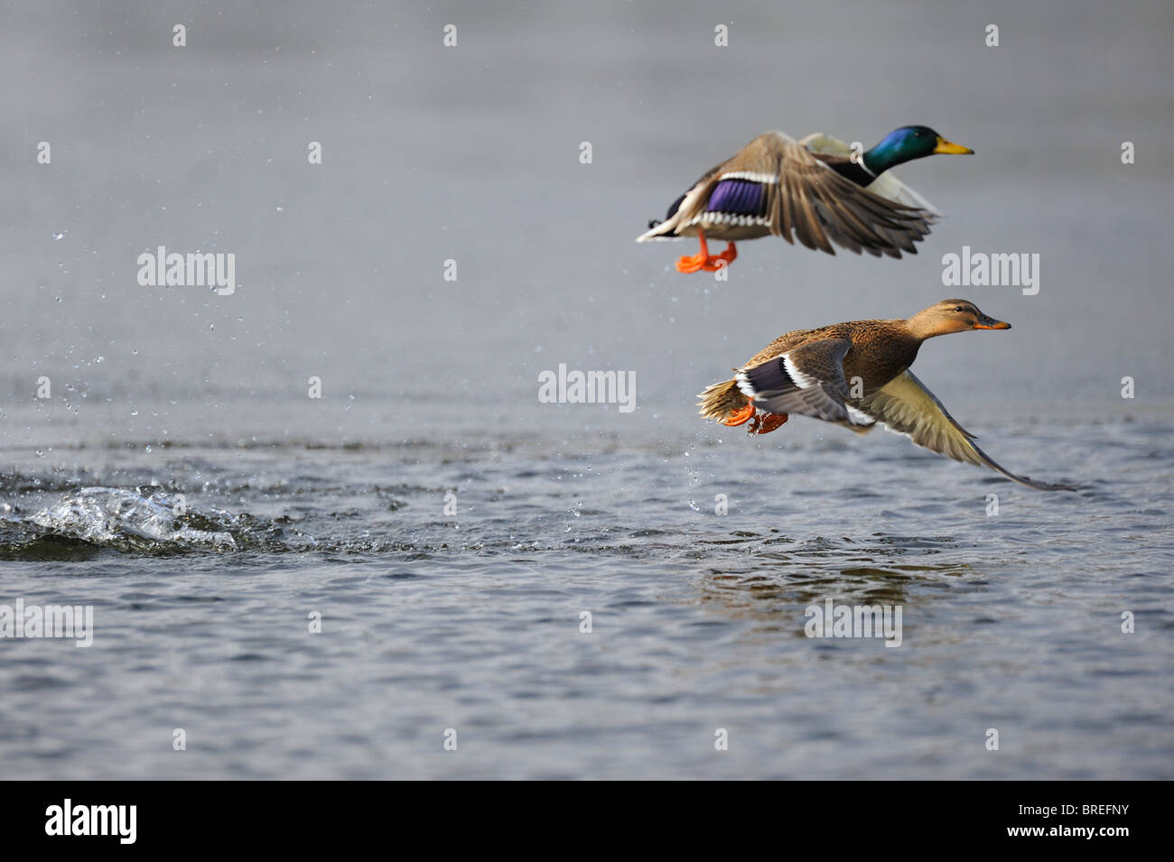 Mallards (Anas platyrhynchos), couple flying Stock Photo