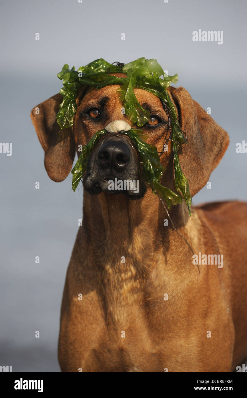 Rhodesian Ridgeback (Canis lupus familiaris). Portrait of a bitch ...