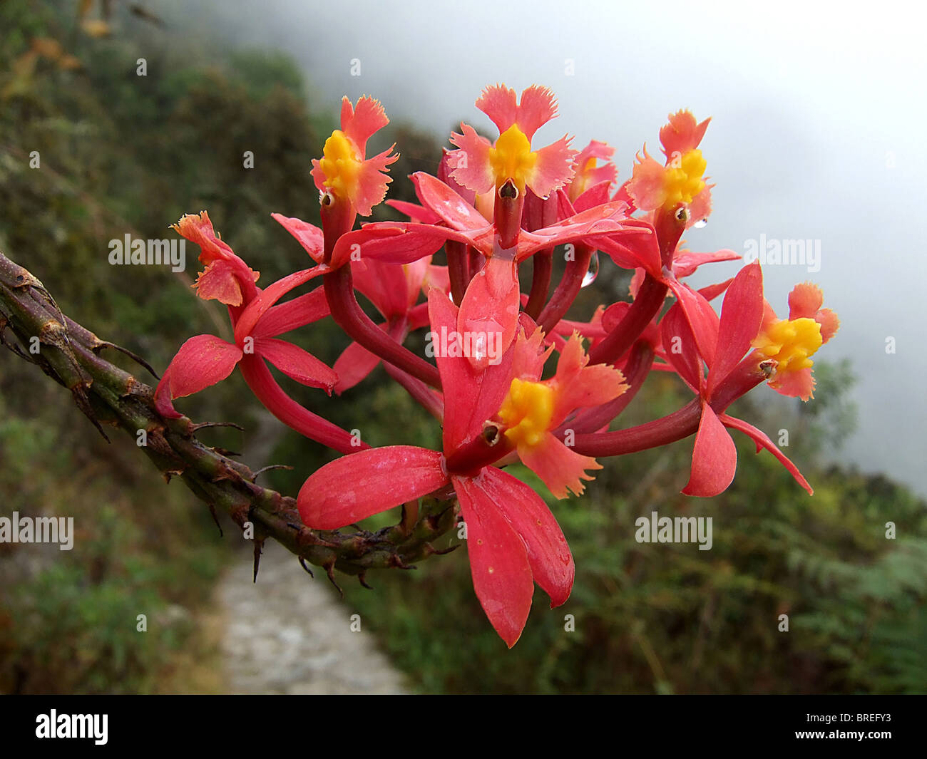 Winay Wayna Orchid (Epidendrum secundum) by the Inca Trail, Peru Stock Photo
