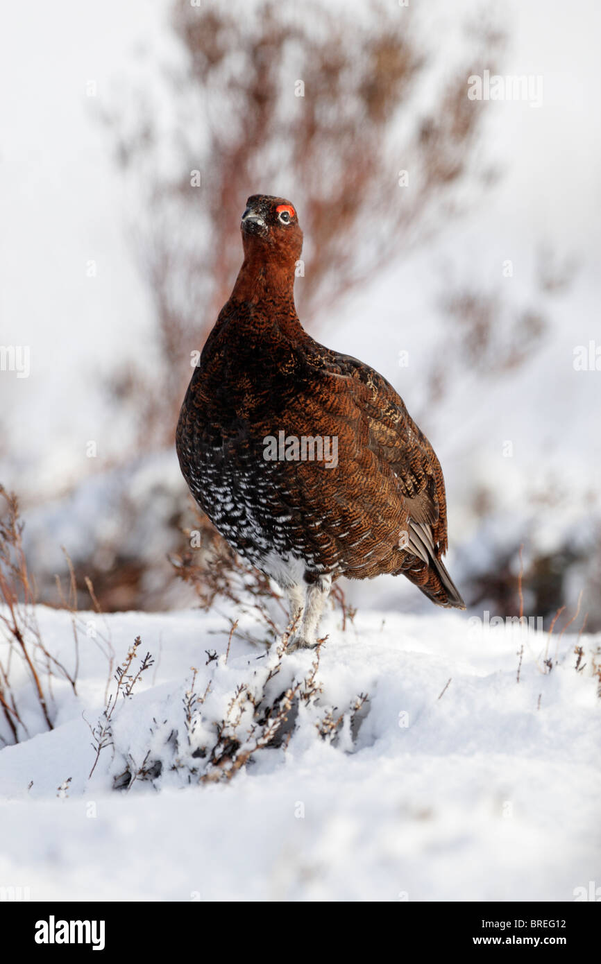 Red grouse male (lagopus lagopus scottica) standing among snow covered heather Stock Photo