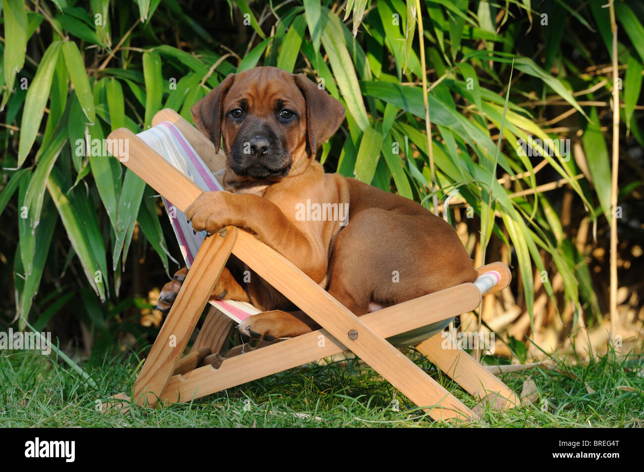 Rhodesian Ridgeback (Canis lupus familiaris). Puppy lying in a dolls sun chair. Stock Photo