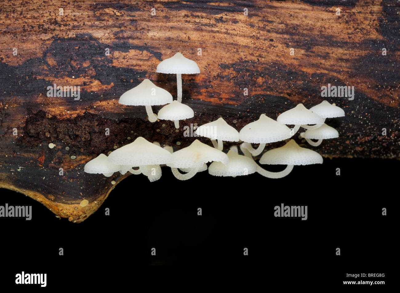 A Marasmiaceae fungi growing on decaying trees at Khao Pla Ra in Uthai Thani, Thailand. Stock Photo