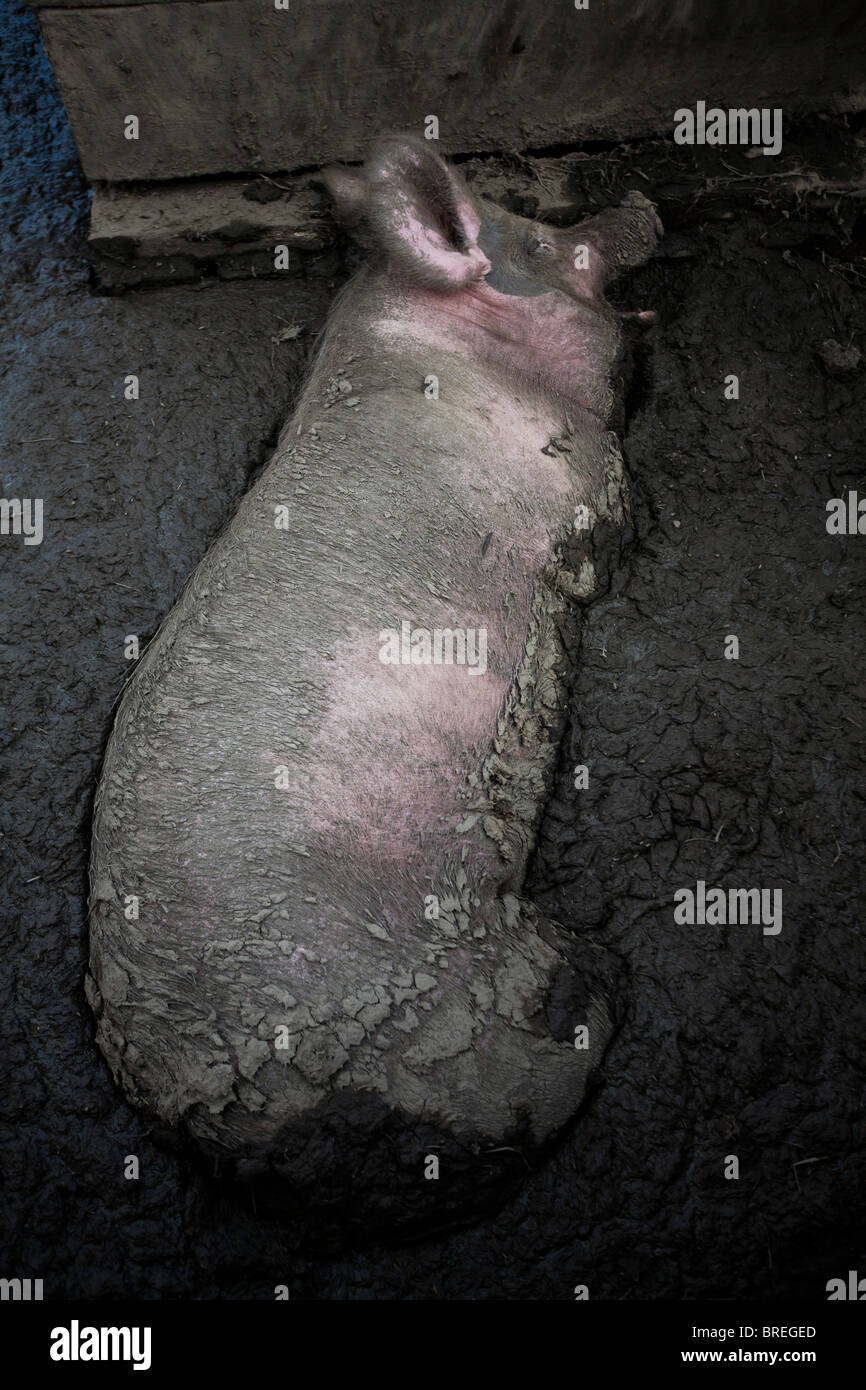 Pig chilling in mud Stock Photo