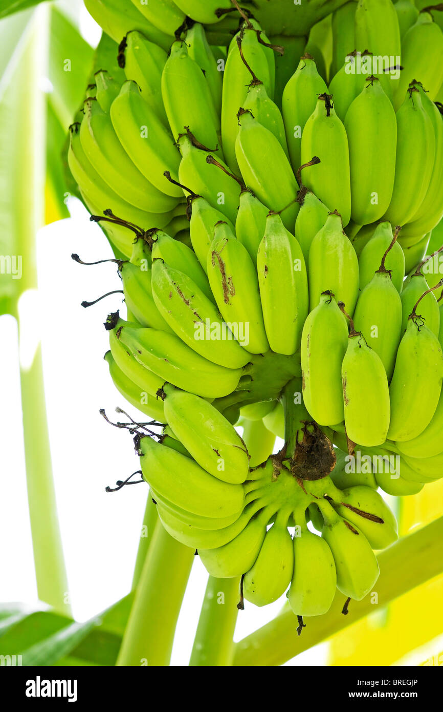 Bananas on the tree Stock Photo Alamy
