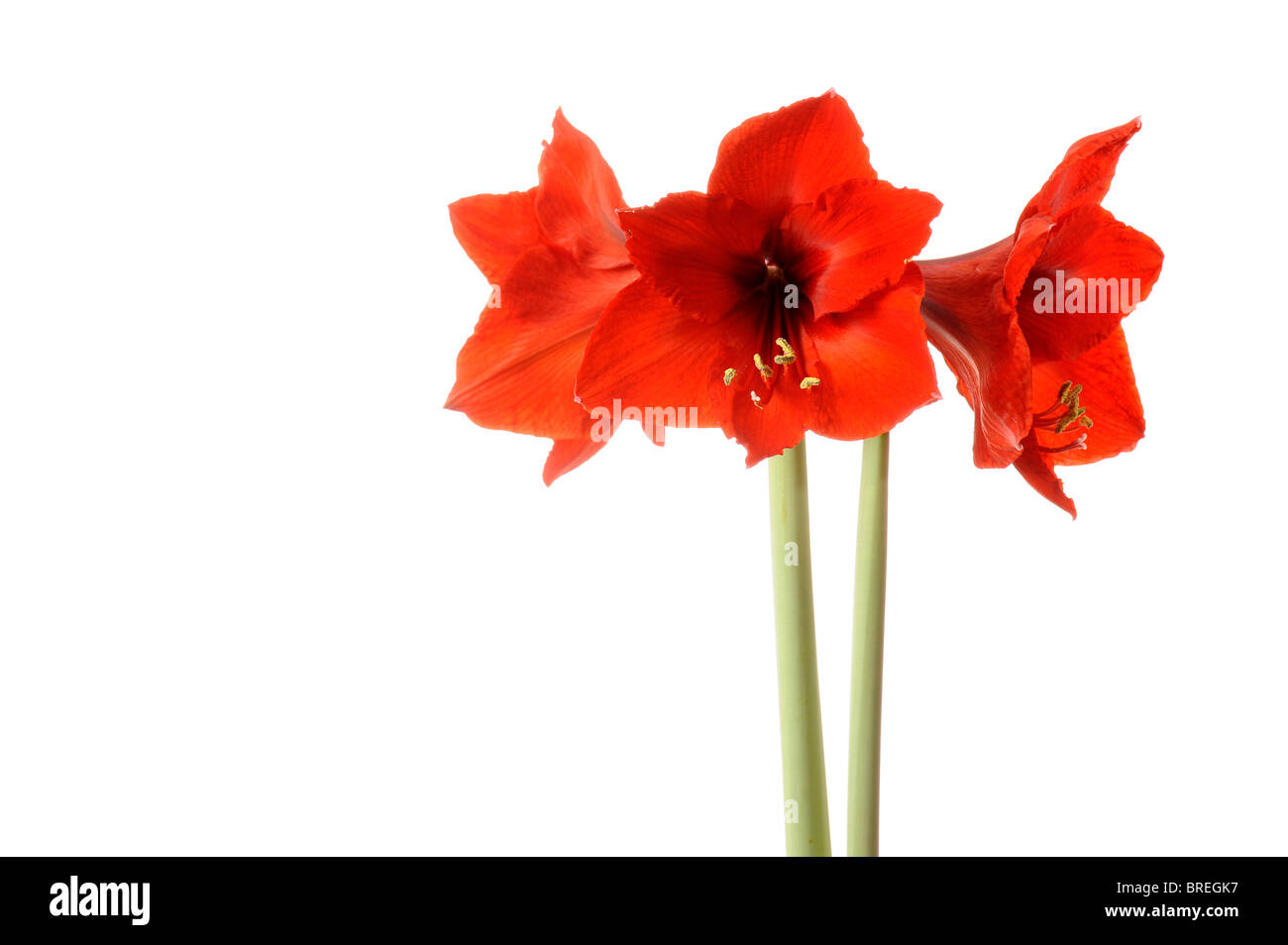 Hippeastrum (Hippeastrum) Stock Photo