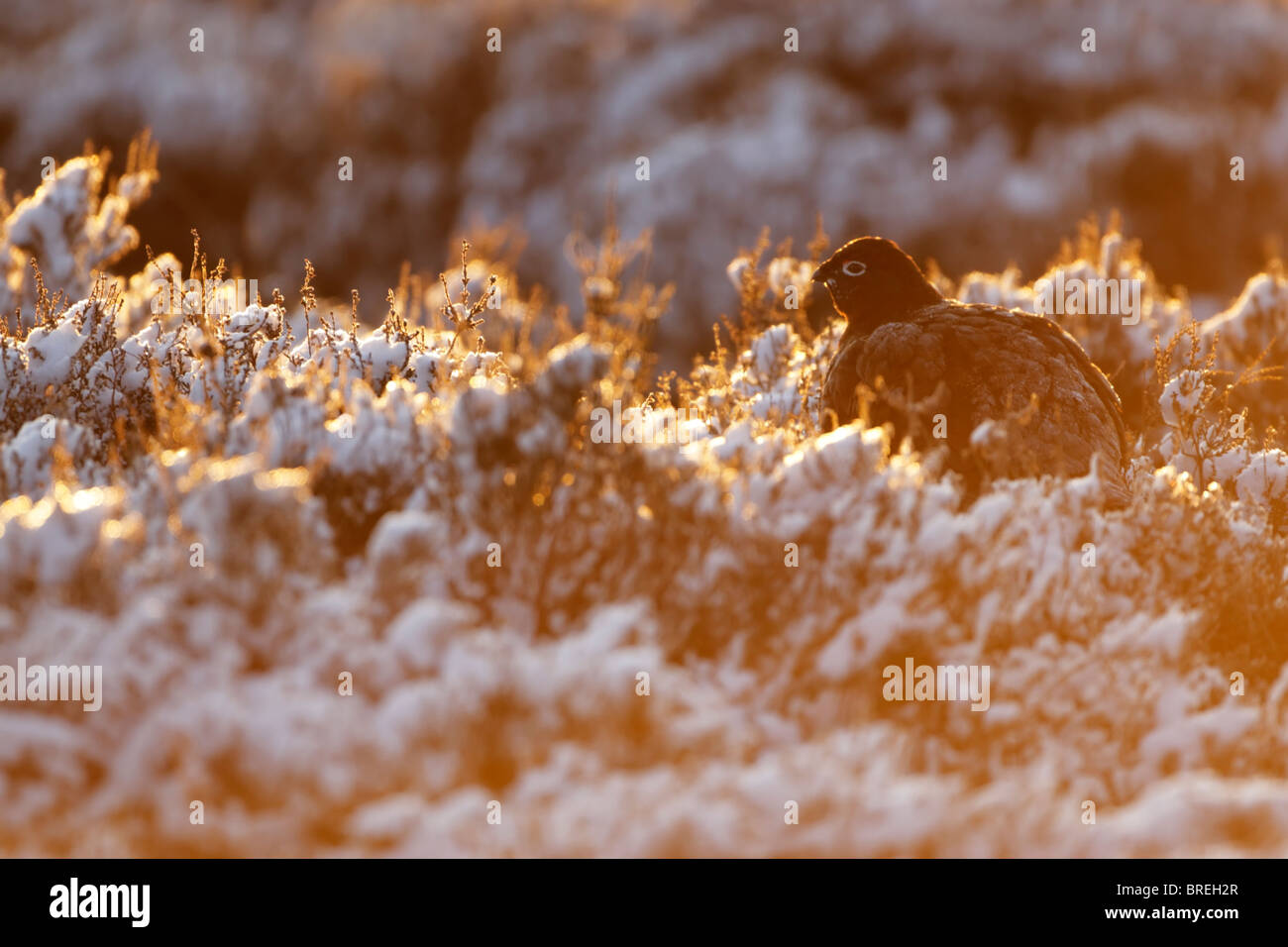 Red Grouse (Lagopus lagopus scotica) backlit sitting among snow covered heather in golden light Stock Photo