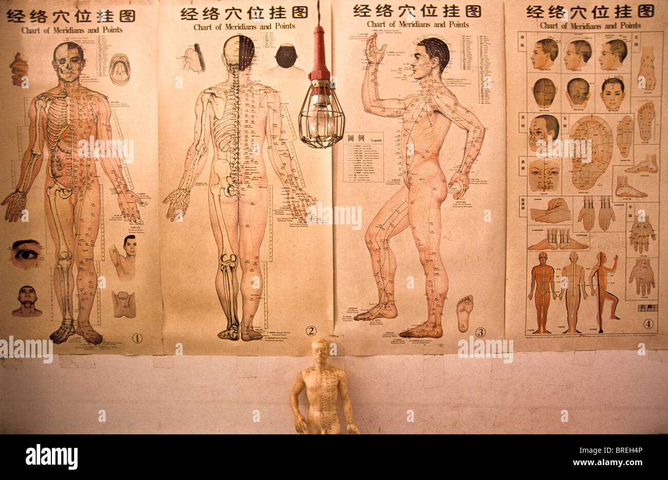Acupuncture charts in a Chinese medical herbalists clinic, Xiao Meng