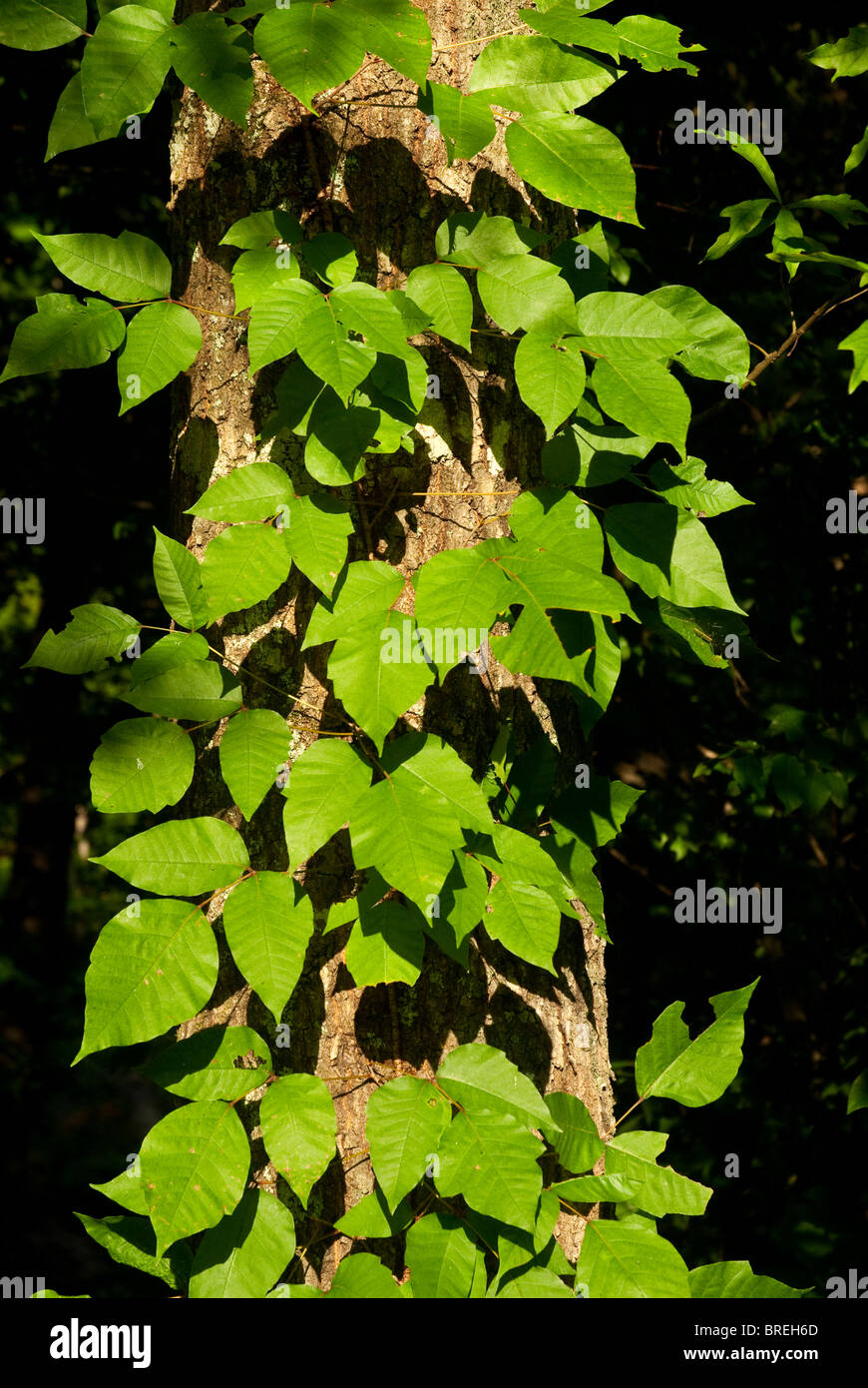 Poison Ivy growing on a tree Stock Photo Alamy