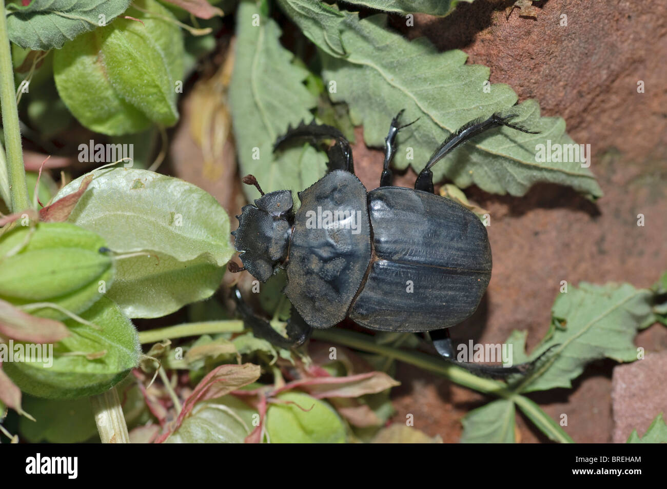 Dung Beetle (Scarabaeus sacer) in the Waterberg National Park, Namibia, Africa Stock Photo
