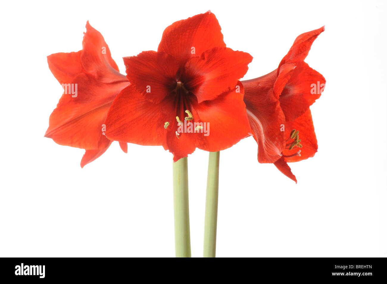 Hippeastrum (Hippeastrum) Stock Photo