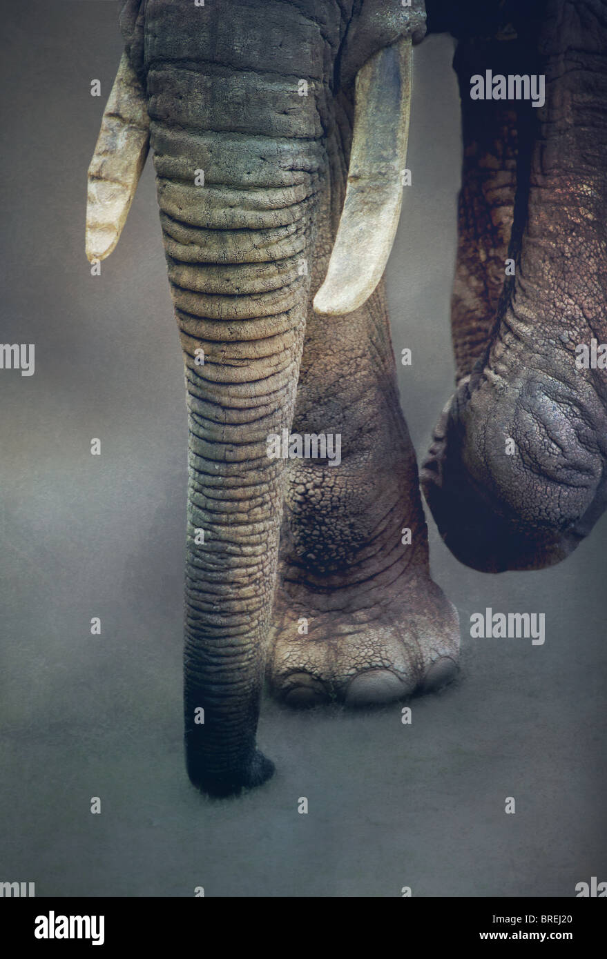 elephants trunk Stock Photo