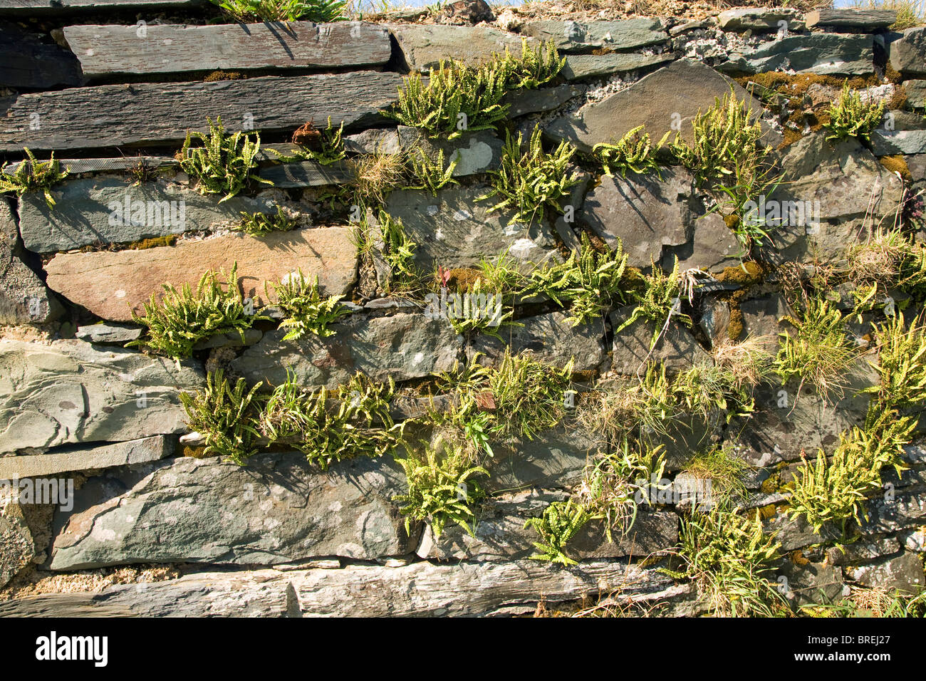 Asplenium spleenwort plants growing on dry stone wall plants growing on