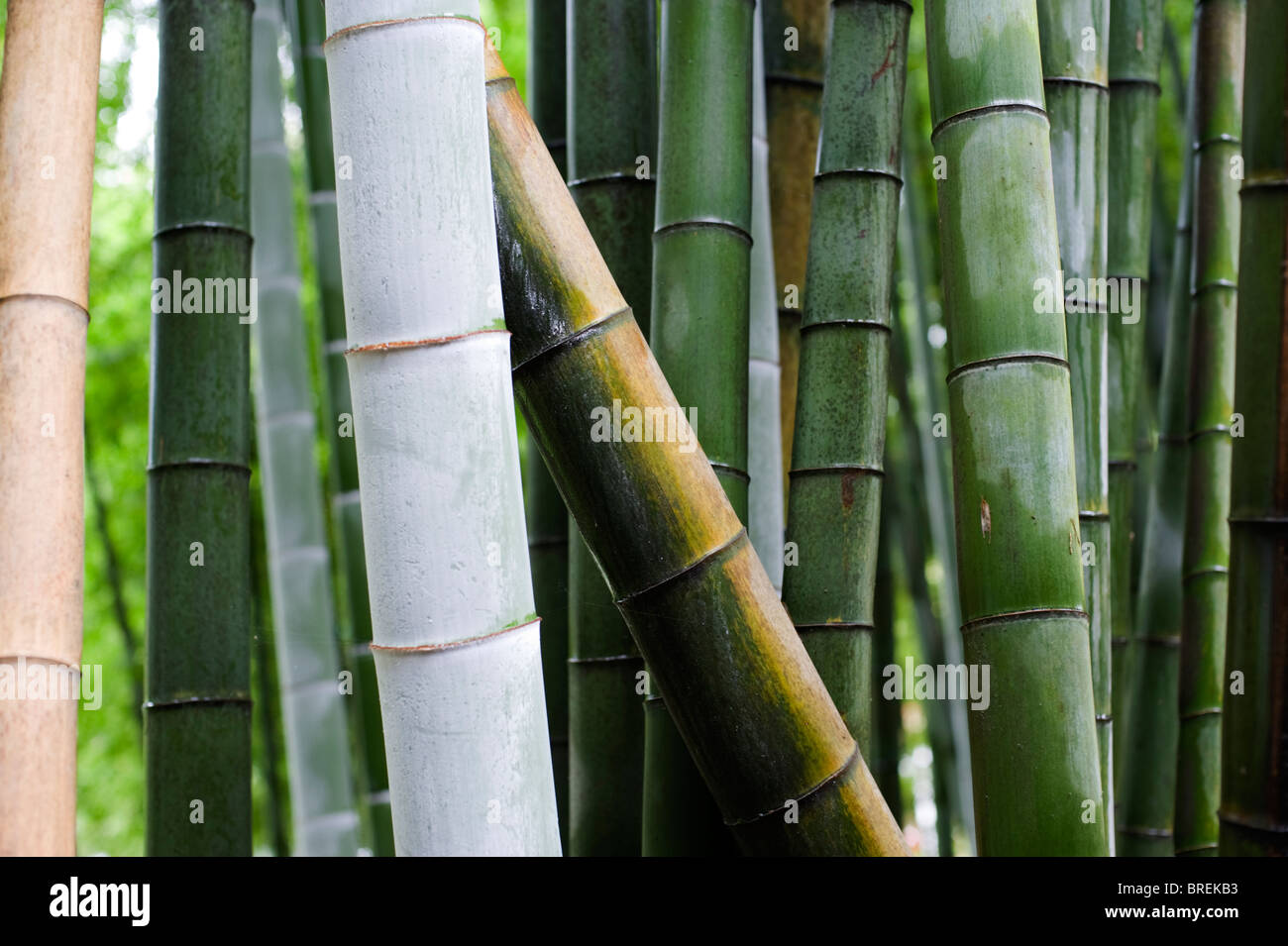 roter bambus wachstum Horstbambus 'Asian Wonder' main image 1