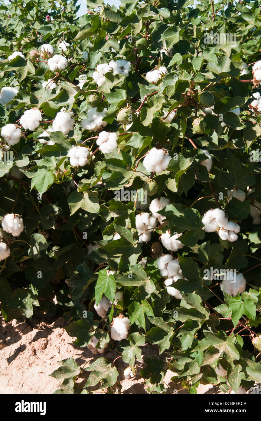 Cotton bolls develop on maturing cotton plants Stock Photo Alamy