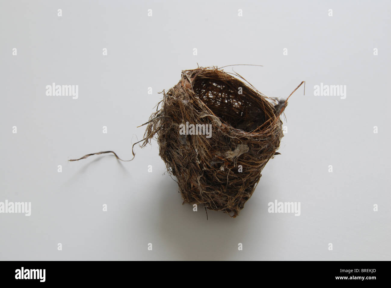Warbler's nest white background Stock Photo
