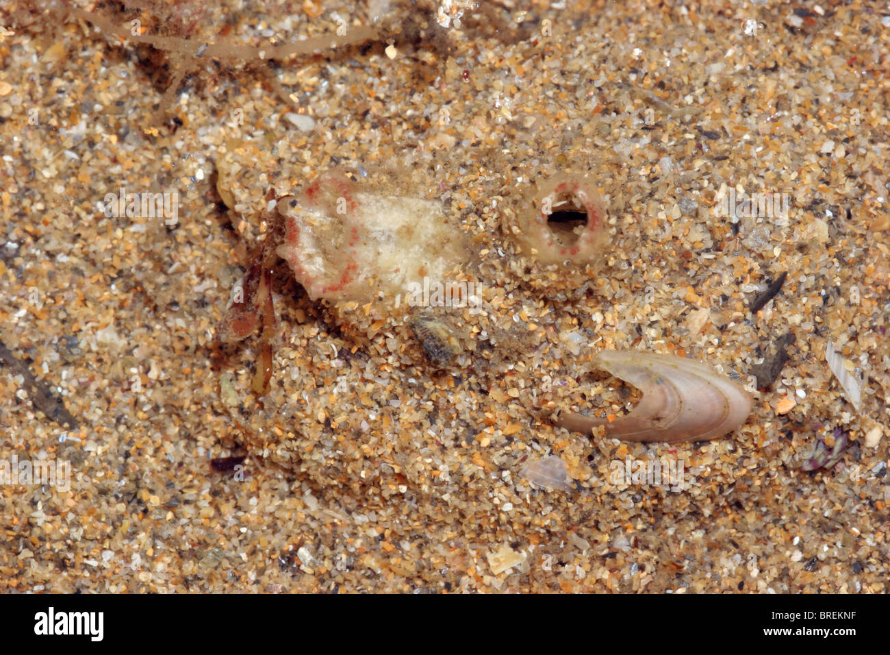 A sea squirt (Molgula oculata : Styelidae) in a sandy pool, UK. Stock Photo