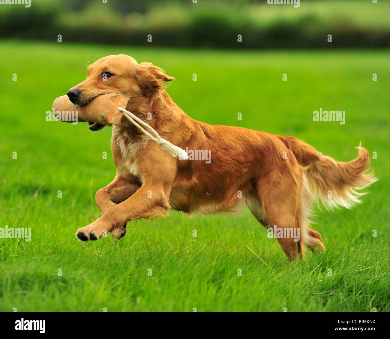 Golden retriever hires stock photography and images Alamy