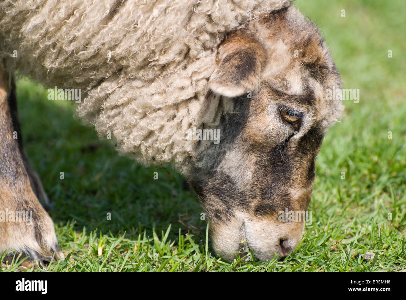 adult sheep eating grass head detail Stock Photo