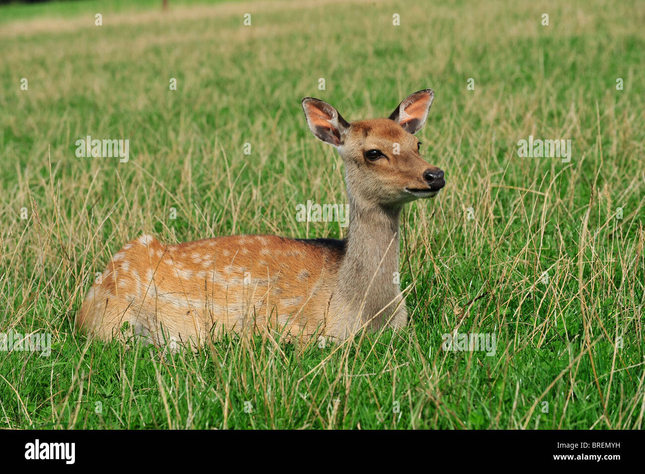 sika yearling Stock Photo