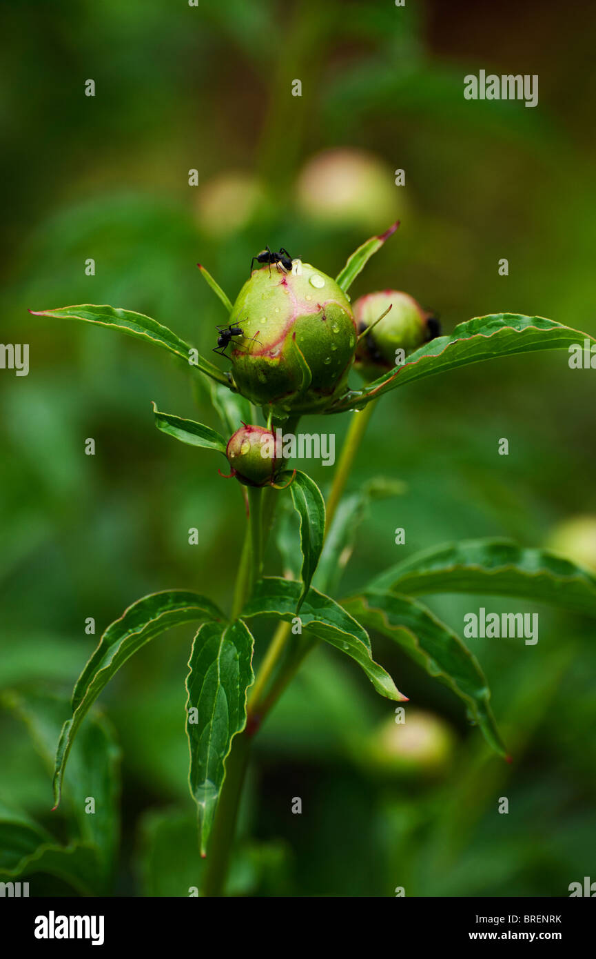 Ants opening a peony flower bud Stock Photo Alamy