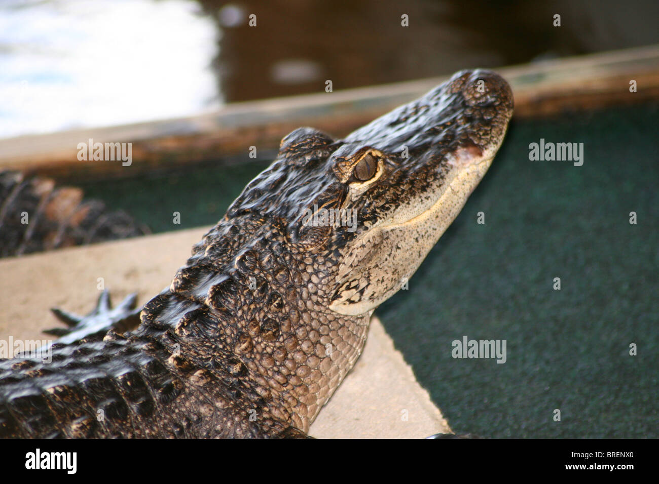 Baby alligators hires stock photography and images Alamy
