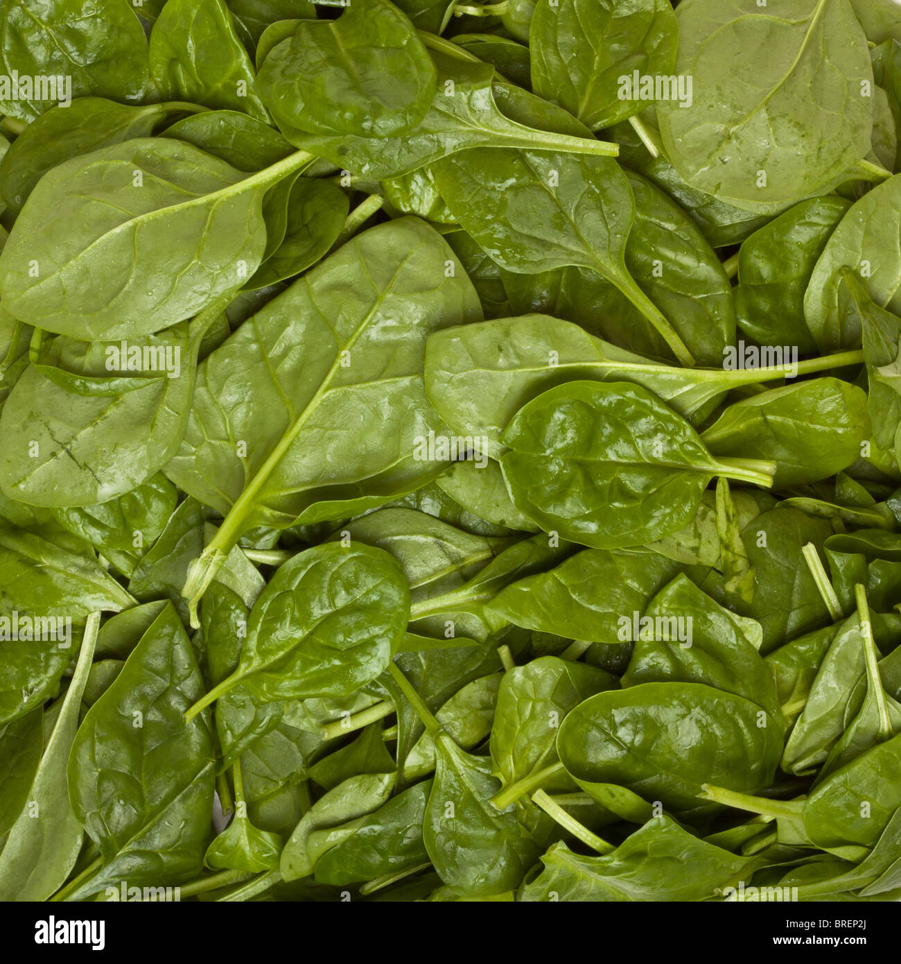 Background image of fresh vibrant succulent spinach. Stock Photo