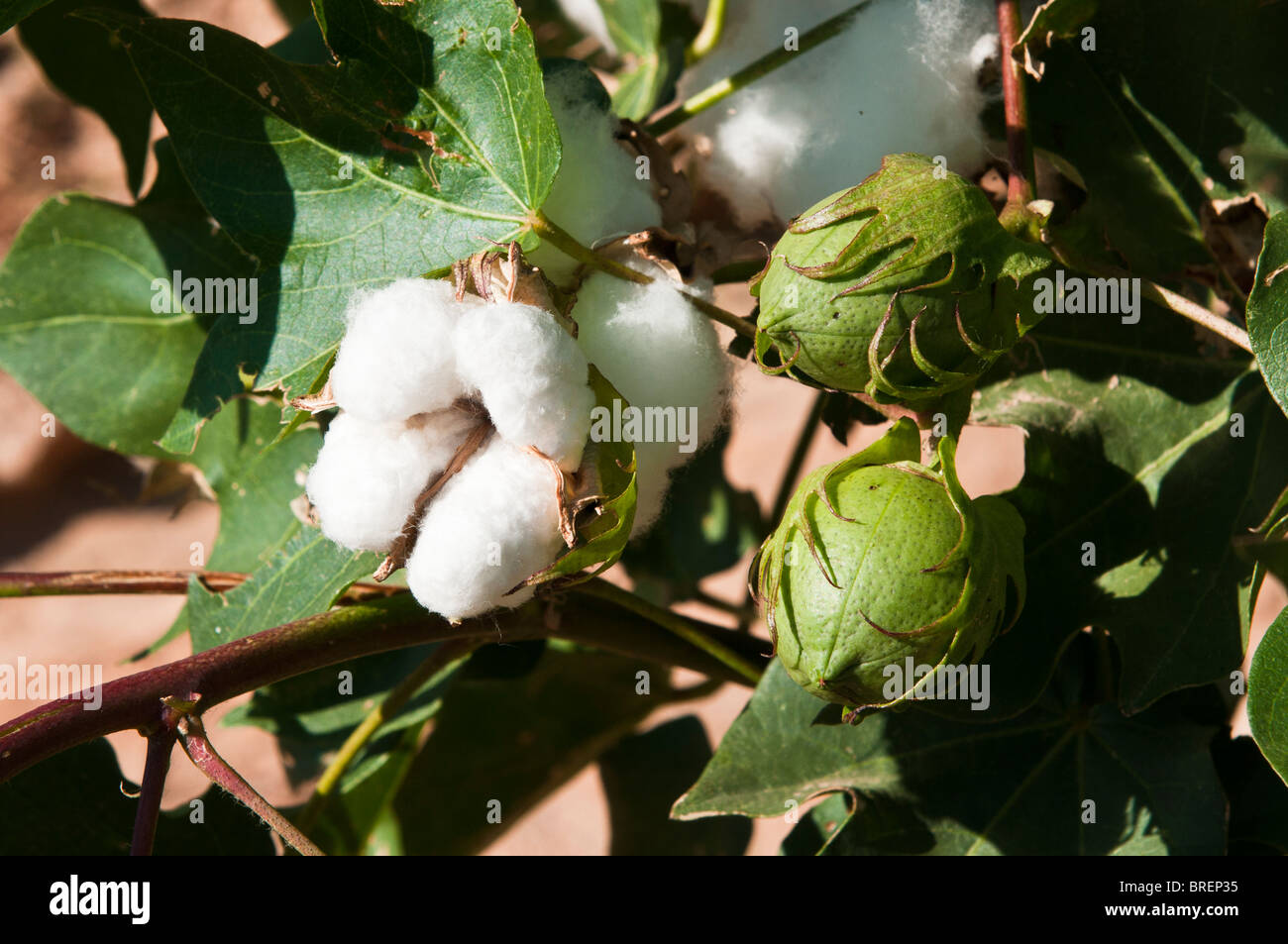 Cotton lint hires stock photography and images Alamy