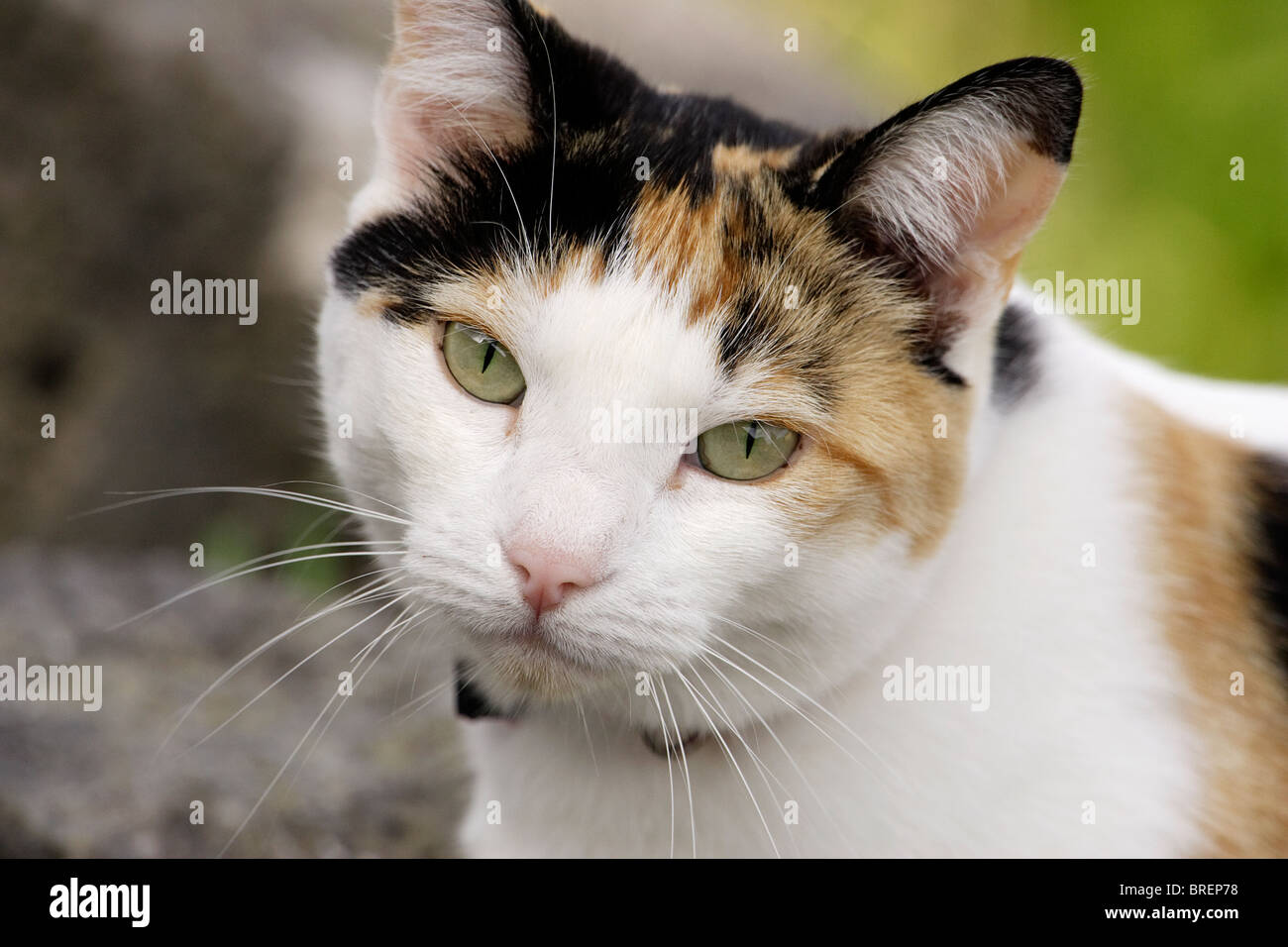portrait of a white and marmalade cat Stock Photo