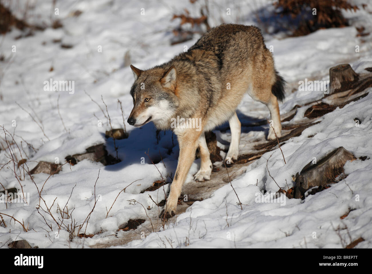 Grey wolf or Gray wolf (Canis lupus), Bavarian Forest National Park ...