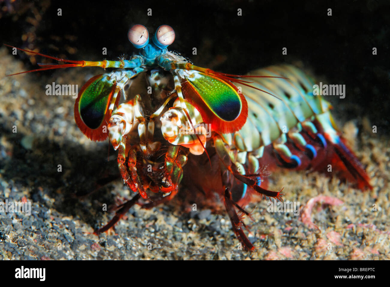 Mantis shrimp (Odontodactylus scyllarus) in front of hideaway, Gangga Island, Bangka Islands, North Sulawesi, Indonesia Stock Photo