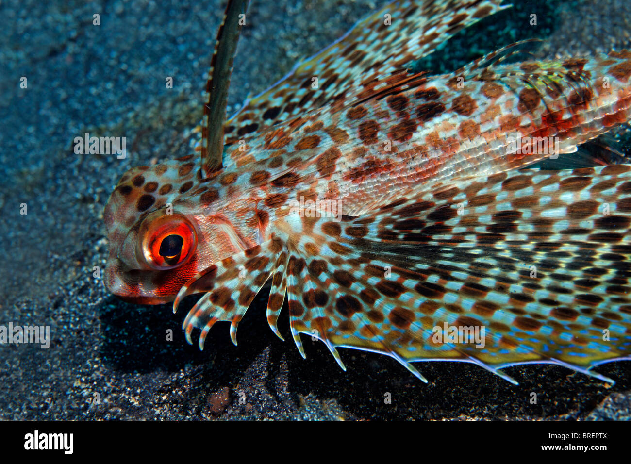 Flying gurnard (Dactyloptena orientalis) swimming above sand bottom with spread out pectoral fins, Gangga Island, Bangka Islands Stock Photo