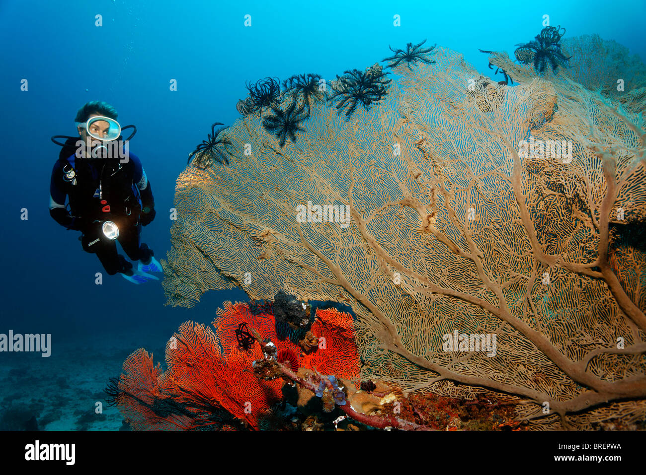 Diver watching different Sea Fans with black Feather Stars, Gangga Island, Bangka Islands, North Sulawesi, Indonesia Stock Photo
