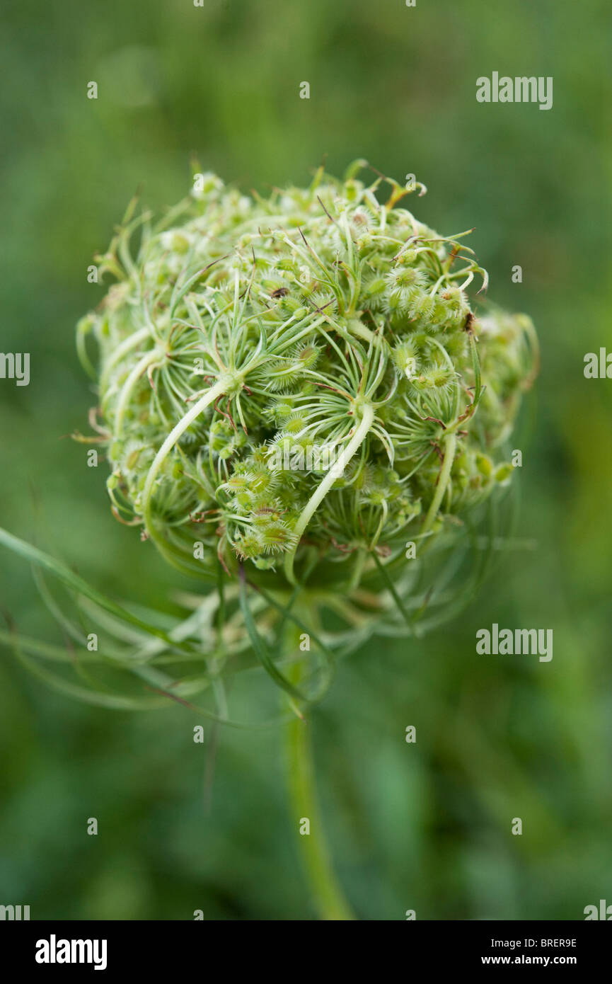 Seeds forming on queen Anne's Lace, or wild carrot (Daucus carota). Stock Photo