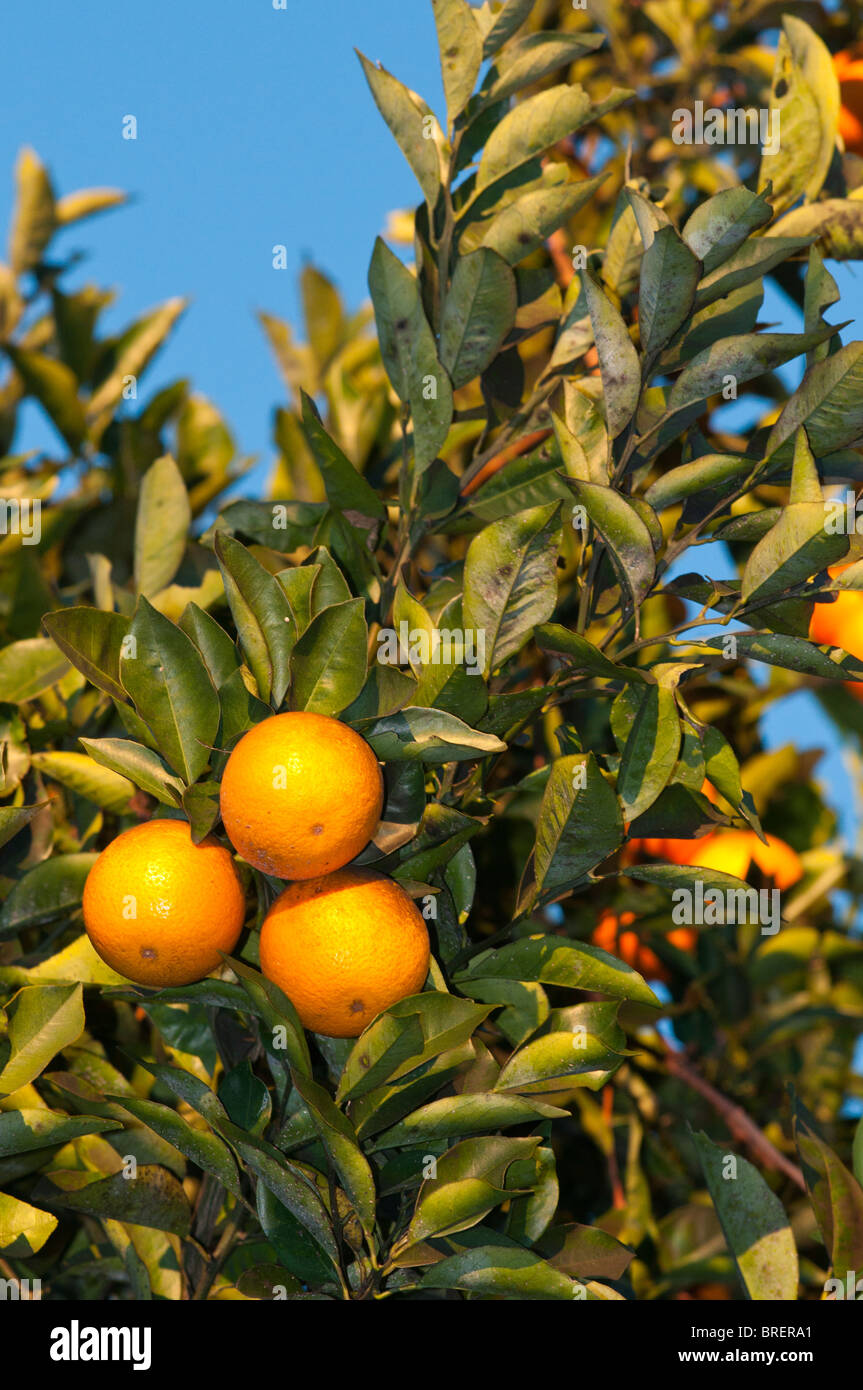 Orange Tree Stock Photo