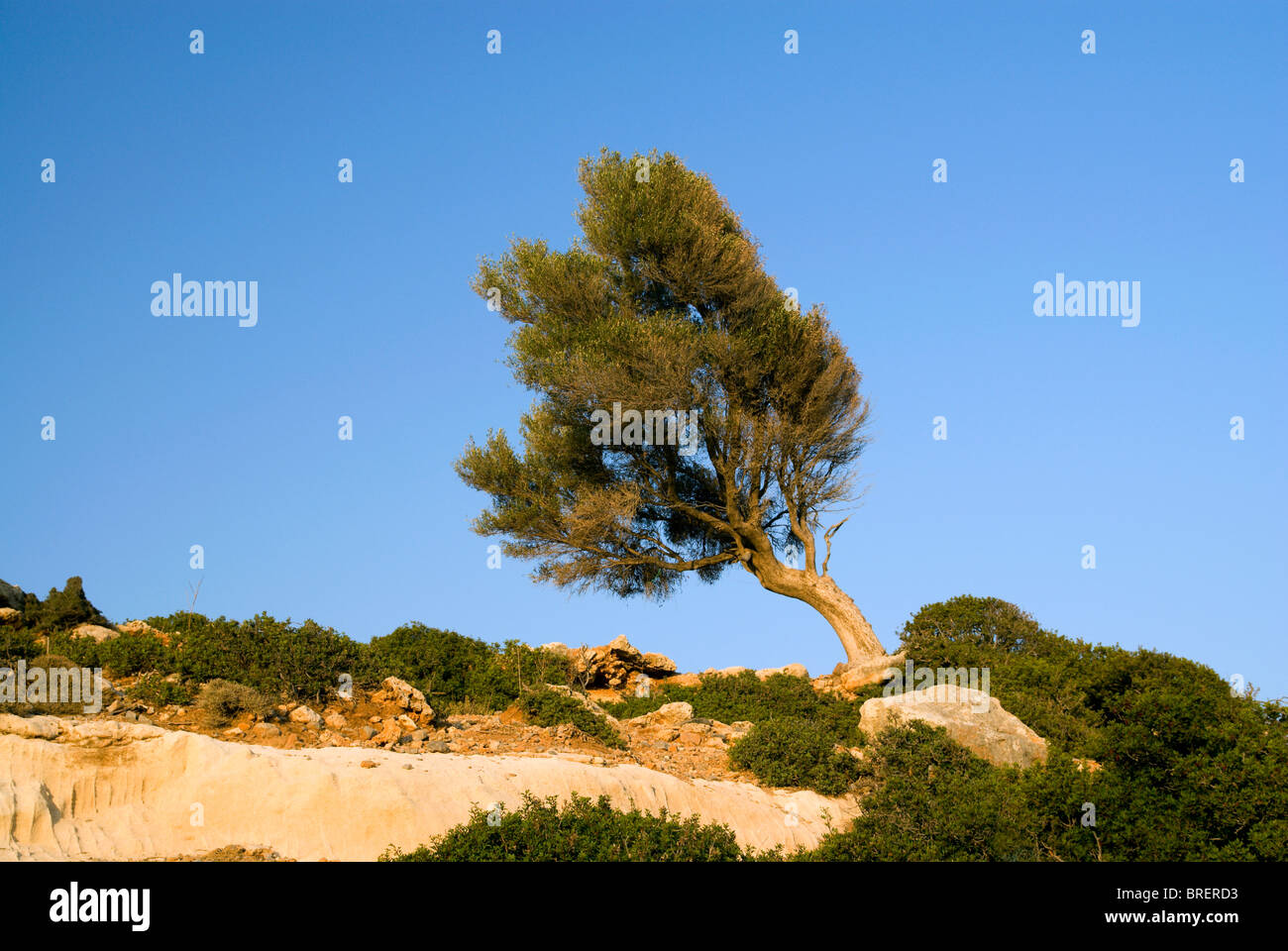 wind swept tree plaka pefkos rhodes dodecanese islands greece Stock Photo