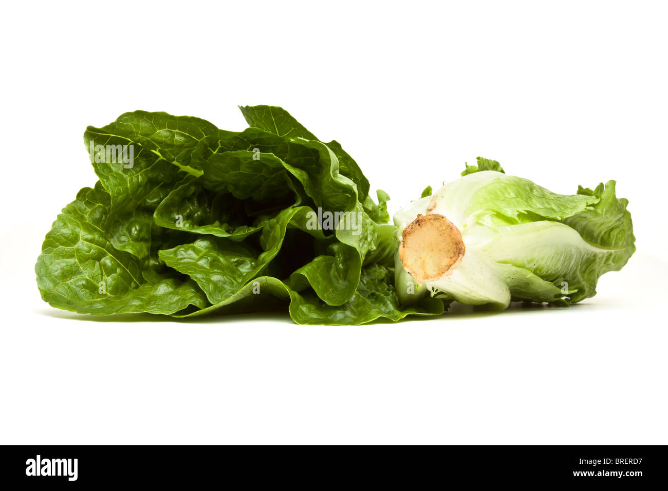 Romaine lettuce from low perspective isolated on white. Stock Photo