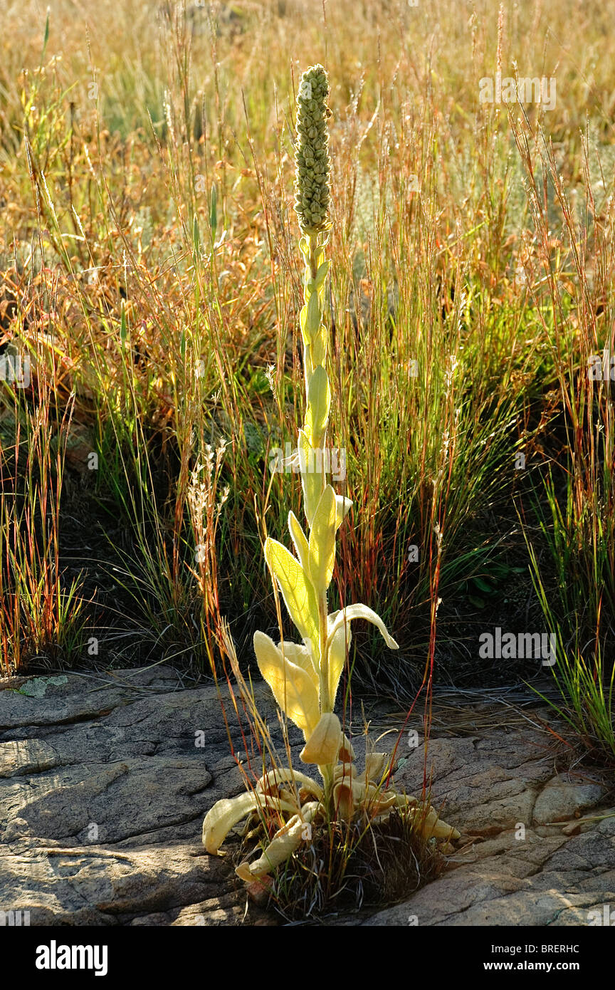 Plants and native grasses along Gallinas Nature Trail, Las Vegas