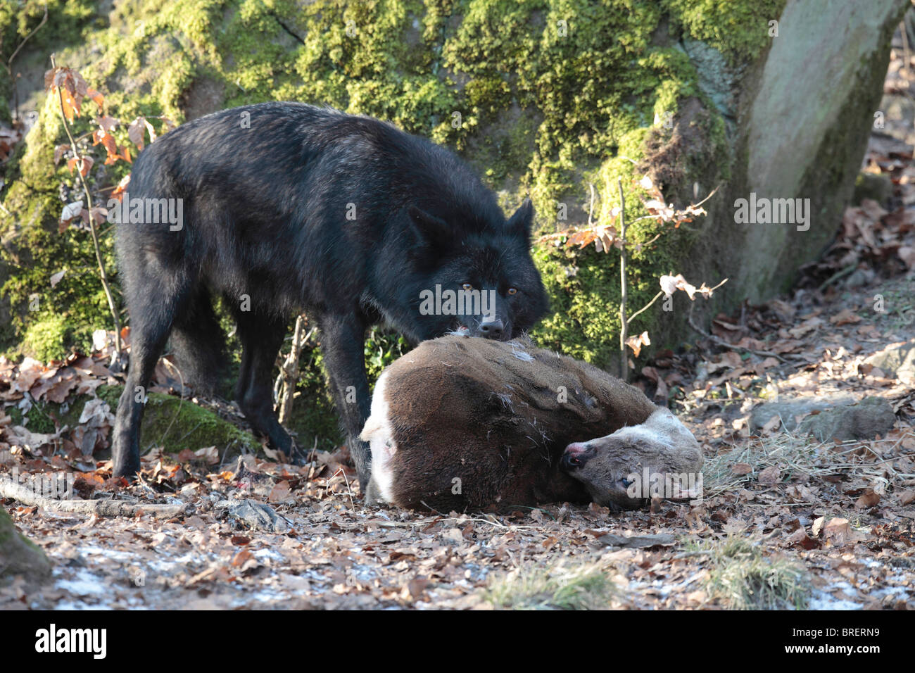 Eastern wolf (Canis lupus lycaon), black type, with dead deer Stock Photo