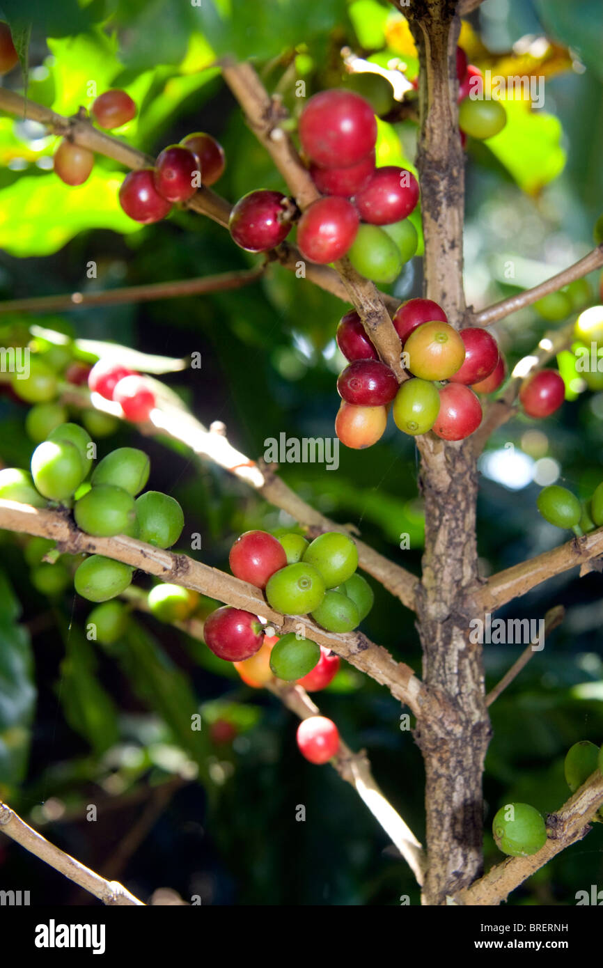 Coffee berries grow on a coffea arabica plantation in San Rafael de Heredia, Costa Rica. Stock Photo