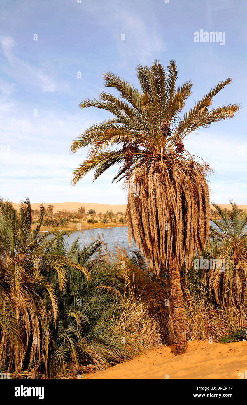 Palm tree at Gebraoun Lake, Ubari Lakes in the Sahara Desert, Libya Stock Photo