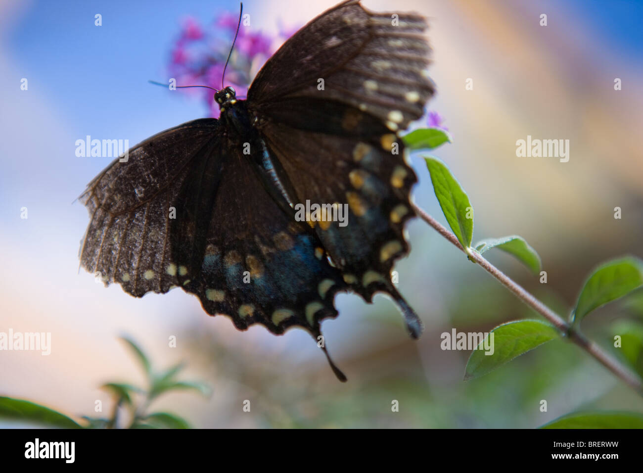 black butterfly hovering on a purple butterfly bush, with blue background Stock Photo