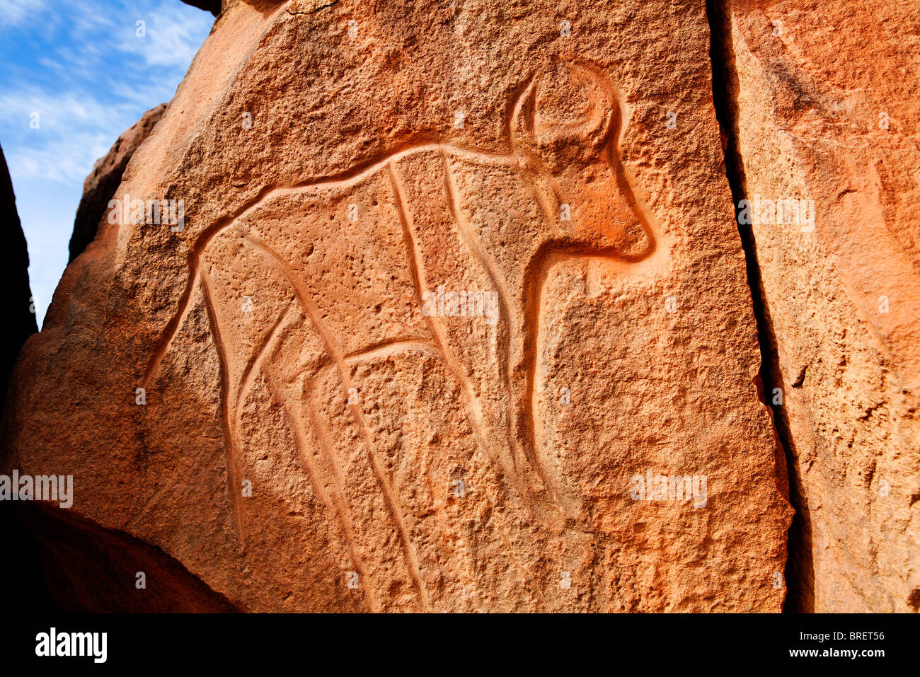 Ancient engraving of a buffalo at the Wadi Matkhandouch, Libya Stock Photo