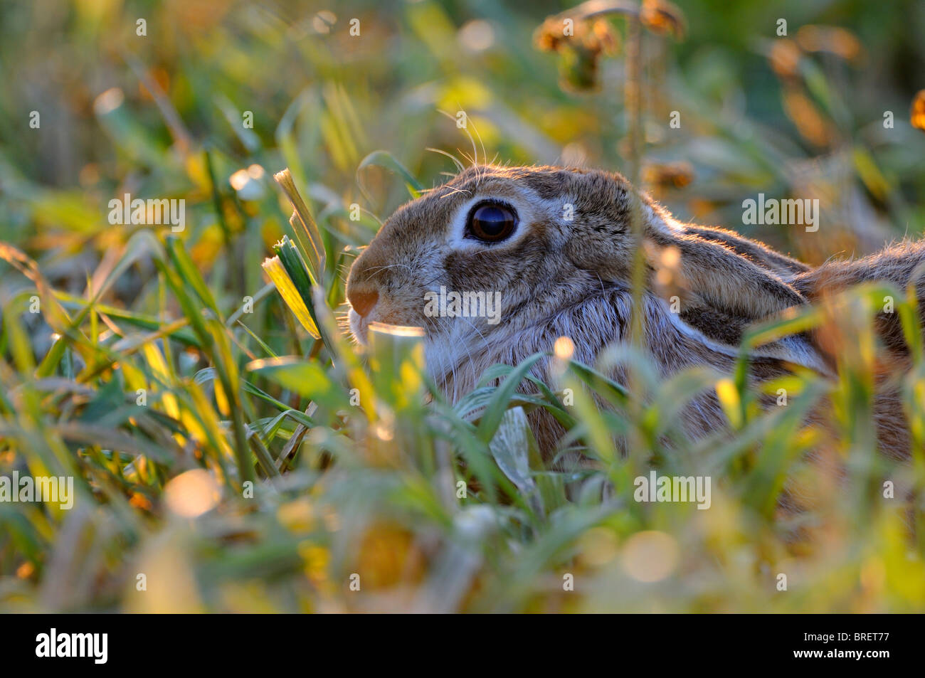 European Hare (Lepus europaeus), portrait, in backlight, Swabian Alb, Baden-Wuerttemberg, Germany, Europe Stock Photo