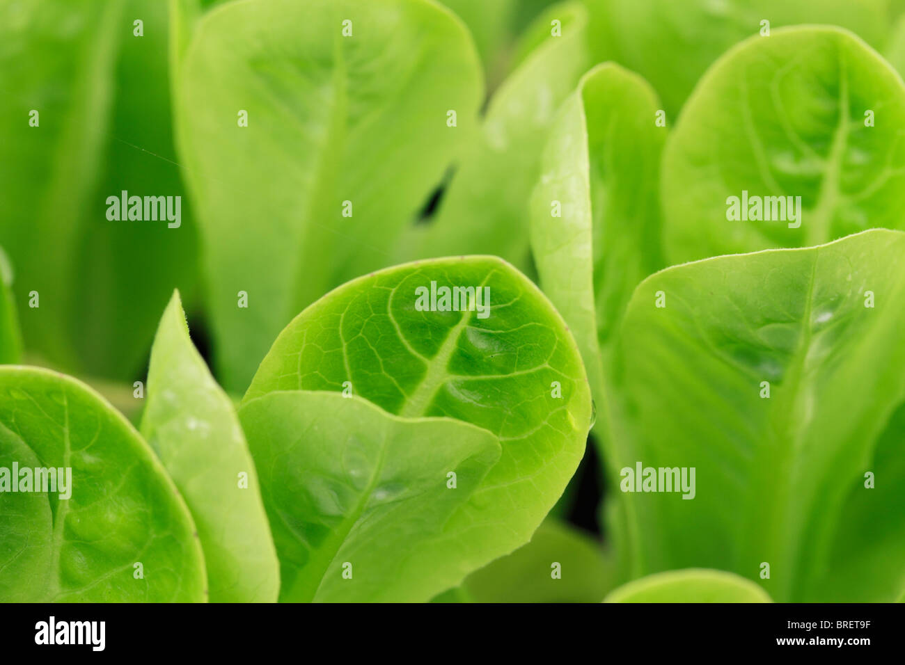 Little Gem lettuce, Lettuce (Lactuca sativa) is a temperate annual or biennial plant of the